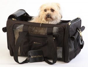 airplane dog carrier